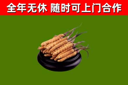 台安回收散虫草