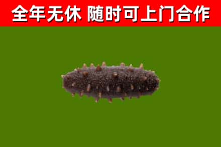 台安回收海参干